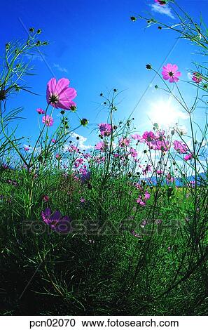 Stock Image - sky of an autumn, fall, autumn view, autumn scenery, autumn flower, fall, autumn. Fotosearch