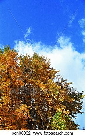 Stock Image - sky of an autumn, fall, autumn view, autumn scenery, autumn tree, fall, autumn. Fotosearch