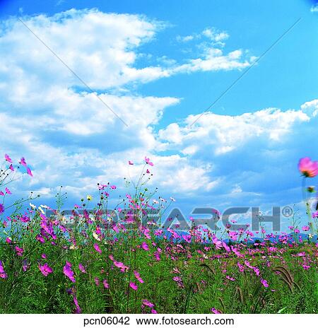 Stock Image - sky of an autumn, fall, autumn view, autumn scenery, autumn flower, fall, autumn. Fotosearch