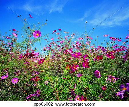 sky of an autumn, fall, autumn view, autumn scenery, autumn flower, fall, autumn View Large Photo Image Stock Image - sky of an autumn, fall, autumn view, autumn scenery, autumn flower, fall, autumn. Fotosearch