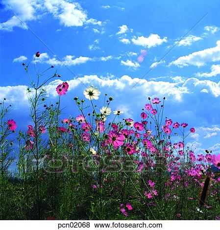 Stock Photo - sky of an autumn, fall, autumn view, autumn scenery, autumn flower, fall, autumn. Fotosearch