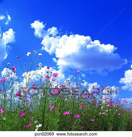 sky of an autumn, fall, autumn view, autumn scenery, autumn flower, fall, autumn View Large Photo Image Stock Photo - sky of an autumn, fall, autumn view, autumn scenery, autumn flower, fall, autumn. Fotosearch