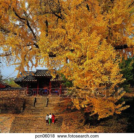 Stock Photo - steps, fall, stairs, autumn view, autumn scenery, tree, autumn. Fotosearch