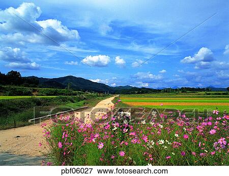 street, fall, cloud, autumn view, autumn scenery, way, autumn View Large Photo Image Stock Photo - street, fall, cloud, autumn view, autumn scenery, way, autumn. Fotosearch