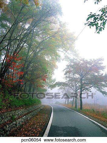 street tree, avenue, autumn, fall, autumn scenery, autumn view, street View Large Photo Image Picture - street tree, avenue, autumn, fall, autumn scenery, autumn view, street. Fotosearch