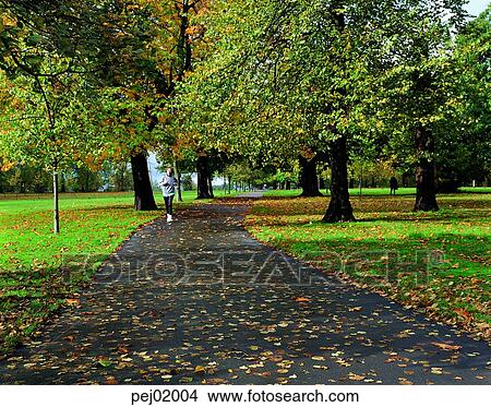 street tree, avenue, autumn, fall, autumn scenery, autumn view, healthy life View Large Photo Image Picture - street tree, avenue, autumn, fall, autumn scenery, autumn view, healthy life. Fotosearch