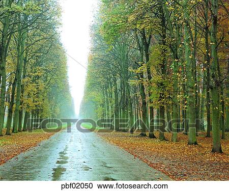 Stock Image - street tree, avenue, autumn, fall, autumn road, autumn scenery, autumn view. Fotosearch