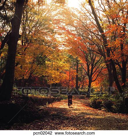 street tree, avenue, autumn, fall, autumn road, autumn scenery, autumn view View Large Photo Image Stock Image - street tree, avenue, autumn, fall, autumn road, autumn scenery, autumn view. Fotosearch