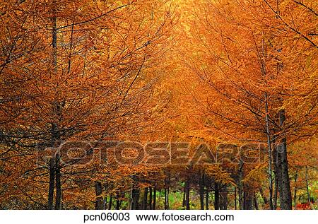 street tree, avenue, autumn, fall, autumn scenery, autumn view, park View Large Photo Image Stock Image - street tree, avenue, autumn, fall, autumn scenery, autumn view, park. Fotosearch