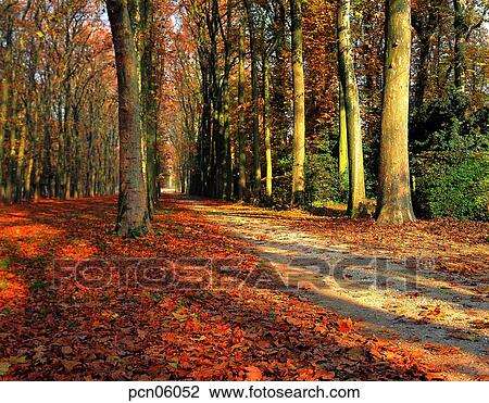 street tree, avenue, autumn, fall, autumn road, autumn scenery, autumn view View Large Photo Image Stock Image - street tree, avenue, autumn, fall, autumn road, autumn scenery, autumn view. Fotosearch