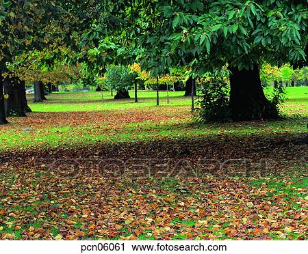 Stock Image - street tree, avenue, autumn, fall, autumn scenery, autumn view, park. Fotosearch