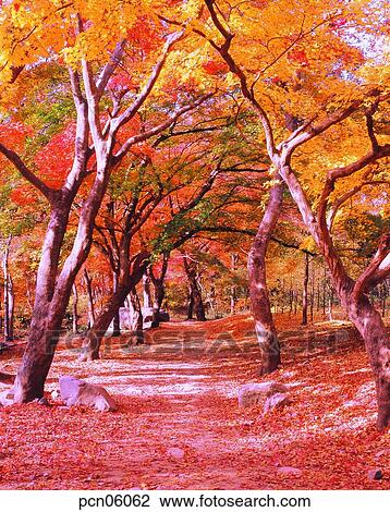 street tree, avenue, autumn, fall, autumn scenery, autumn view, park View Large Photo Image Stock Image - street tree, avenue, autumn, fall, autumn scenery, autumn view, park. Fotosearch