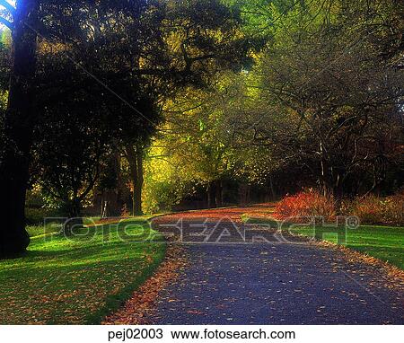 street tree, avenue, autumn, fall, autumn road, autumn scenery, autumn view View Large Photo Image Stock Image - street tree, avenue, autumn, fall, autumn road, autumn scenery, autumn view. Fotosearch