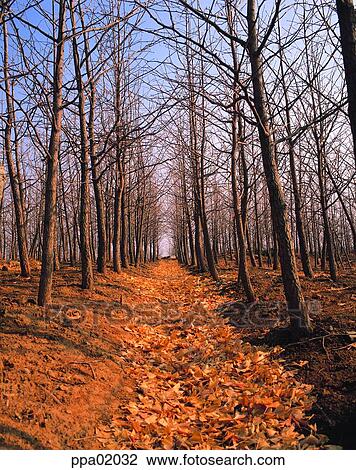 street tree, avenue, autumn, fall, autumn road, autumn scenery, autumn view View Large Photo Image Stock Image - street tree, avenue, autumn, fall, autumn road, autumn scenery, autumn view. Fotosearch