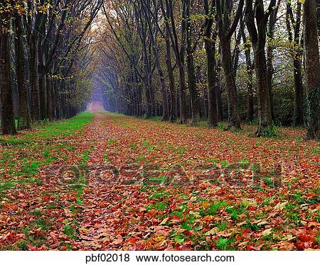 street tree, avenue, autumn, fall, autumn road, autumn scenery, autumn view View Large Photo Image Stock Photo - street tree, avenue, autumn, fall, autumn road, autumn scenery, autumn view. Fotosearch