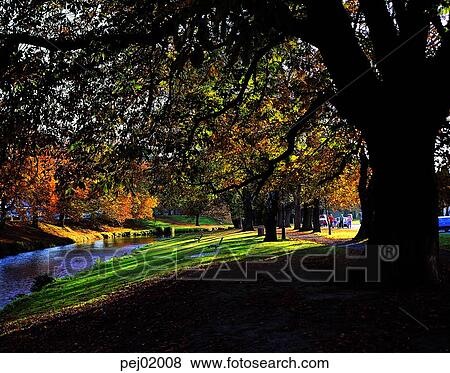 street tree, avenue, autumn scenery, autumn view, brook, little stream, big tree View Large Photo Image Stock Photo - street tree, avenue, autumn scenery, autumn view, brook, little stream, big tree. Fotosearch