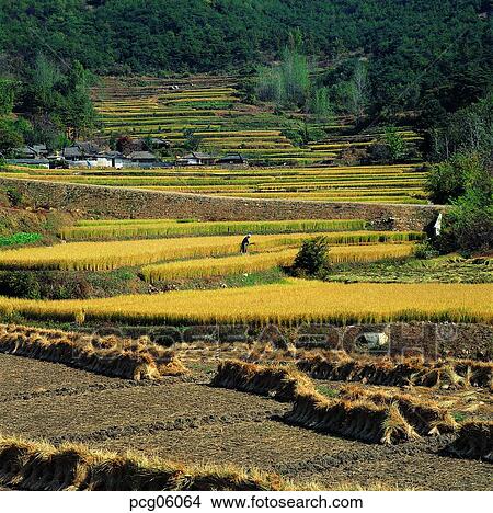 tillage, fall, holdings, autumn view, autumn scenery, cultivated land, autumn View Large Photo Image Picture - tillage, fall, holdings, autumn view, autumn scenery, cultivated land, autumn. Fotosearch