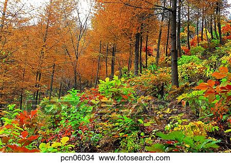 tree, fall, autumn view, autumn scenery, autumn mountain, day, autumn View Large Photo Image Picture - tree, fall, autumn view, autumn scenery, autumn mountain, day, autumn. Fotosearch