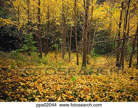 tree, fall, autumn view, autumn scenery, autumn mountain, leaf, autumn View Large Photo Image Picture - tree, fall, autumn view, autumn scenery, autumn mountain, leaf, autumn. Fotosearch