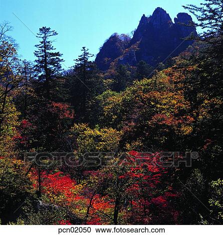Stock Image - tree, fall, autumn view, autumn scenery, autumn mountain, day, autumn. Fotosearch