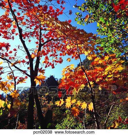 tree, fall, autumn view, autumn scenery, autumn mountain, branch, autumn View Large Photo Image Stock Photo - tree, fall, autumn view, autumn scenery, autumn mountain, branch, autumn. Fotosearch