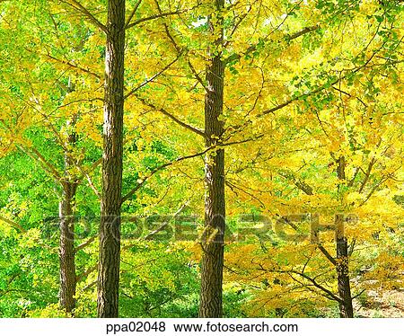 tree, fall, autumn view, autumn scenery, autumn mountain, day, autumn View Large Photo Image Stock Photo - tree, fall, autumn view, autumn scenery, autumn mountain, day, autumn. Fotosearch