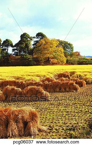 tree, fall, cloud, autumn view, autumn scenery, day, autumn View Large Photo Image Stock Photo - tree, fall, cloud, autumn view, autumn scenery, day, autumn. Fotosearch