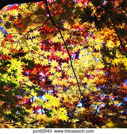 Stock Image - twig, fall, branch, autumn view, autumn scenery, leaf, autumn. Fotosearch
