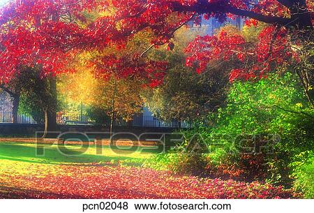 wooden chair, fall, park, autumn view, autumn scenery, fallen leaves, autumn View Large Photo Image Stock Photo - wooden chair, fall, park, autumn view, autumn scenery, fallen leaves, autumn. Fotosearch