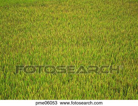autumn view, fall, autumn scenery, autumn plain, autumn field, corn, autumn View Large Photo Image Stock Image - autumn view, fall, autumn scenery, autumn plain, autumn field, corn, autumn. Fotosearch