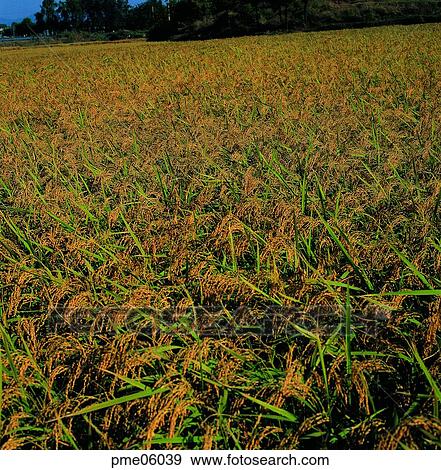 autumn view, fall, autumn scenery, autumn plain, autumn field, corn, autumn View Large Photo Image Stock Photo - autumn view, fall, autumn scenery, autumn plain, autumn field, corn, autumn. Fotosearch