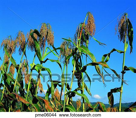 cereals, fall, corn, sky of a fall, sky of an autumn, grain, autumn View Large Photo Image Picture - cereals, fall, corn, sky of a fall, sky of an autumn, grain, autumn. Fotosearch