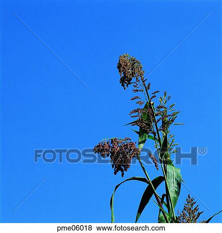 cereals, fall, corn, sky of a fall, sky of an autumn, grain, autumn View Large Photo Image Stock Photo - cereals, fall, corn, sky of a fall, sky of an autumn, grain, autumn. Fotosearch