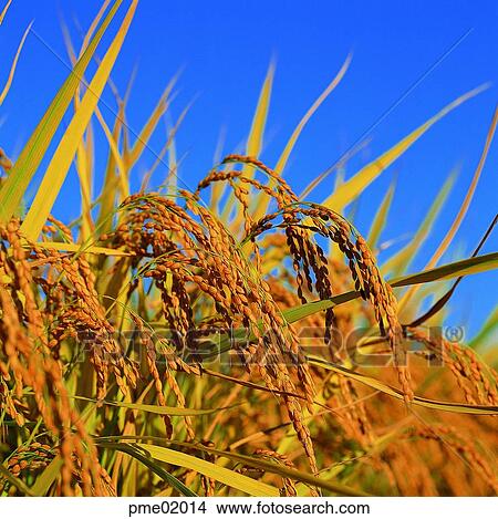 cereals, fall, grain, cereals, corn, grain, autumn View Large Photo Image Picture - cereals, fall, grain, cereals, corn, grain, autumn. Fotosearch