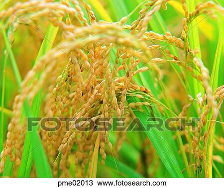 cereals, fall, grain, cereals, corn, grain, autumn View Large Photo Image Stock Image - cereals, fall, grain, cereals, corn, grain, autumn. Fotosearch