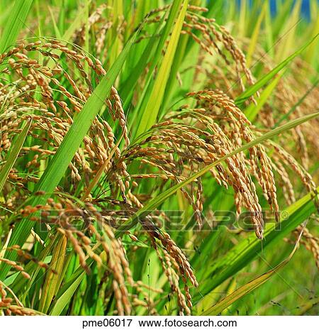 cereals, fall, grain, cereals, corn, grain, autumn View Large Photo Image Stock Photo - cereals, fall, grain, cereals, corn, grain, autumn. Fotosearch