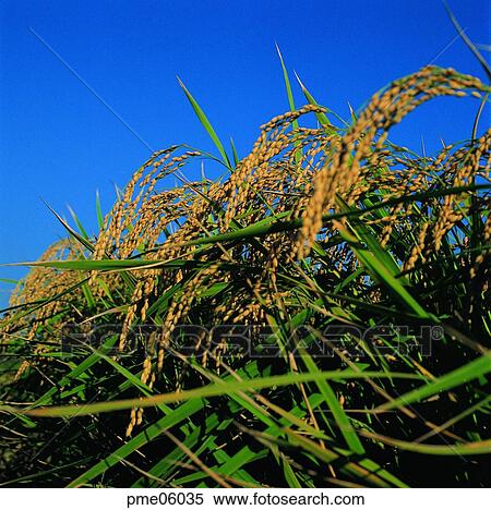 cereals, fall, grain, cereals, corn, grain, autumn View Large Photo Image Stock Photography - cereals, fall, grain, cereals, corn, grain, autumn. Fotosearch