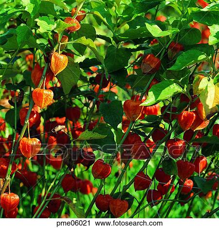 corn, cereals, grain, ground cherry, ground cherry tree, ground cherry, leaf of a ground cherry View Large Photo Image Stock Image - corn, cereals, grain, ground cherry, ground cherry tree, ground cherry, leaf of a ground cherry. Fotosearch