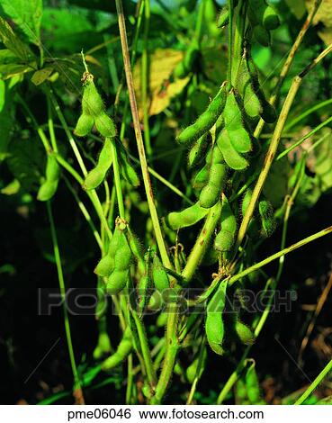 corn, cereals, grain, shell, day, agricultural products View Large Photo Image Stock Photograph - corn, cereals, grain, shell, day, agricultural products. Fotosearch