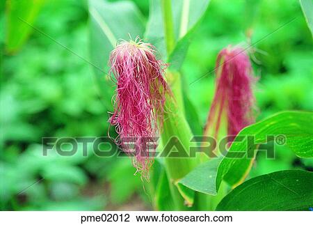 day, agricultural products, farm produce, crops, harvest, farm produce, crops View Large Photo Image Stock Image - day, agricultural products, farm produce, crops, harvest, farm produce, crops. Fotosearch