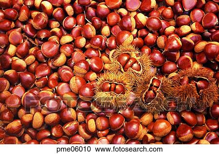 day, fall, nut, nut, fruit, agricultural products, autumn View Large Photo Image Stock Image - day, fall, nut, nut, fruit, agricultural products, autumn. Fotosearch