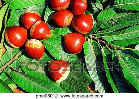 Stock Image - day, fall, nut, nut, fruit, agricultural products, autumn. Fotosearch