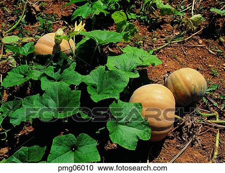 day, ivy, agricultural products, farm produce, land, ground, field View Large Photo Image Stock Image - day, ivy, agricultural products, farm produce, land, ground, field. Fotosearch