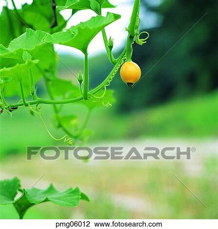 Stock Image - day, ivy, agricultural products, farm produce, tendril, cirrus. Fotosearch