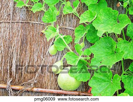 day, ivy, agricultural products, farm produce, wall, outdoor View Large Photo Image Stock Photo - day, ivy, agricultural products, farm produce, wall, outdoor. Fotosearch