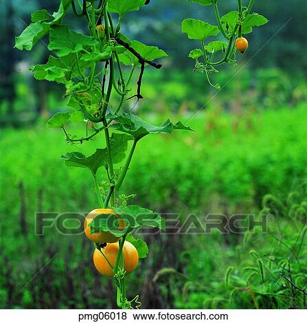 day, ivy, agricultural products, farm produce, outdoor, exterior View Large Photo Image Stock Photo - day, ivy, agricultural products, farm produce, outdoor, exterior. Fotosearch