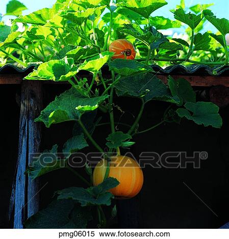 day, ivy, agricultural products, farm produce, outdoor, exterior View Large Photo Image Stock Photography - day, ivy, agricultural products, farm produce, outdoor, exterior. Fotosearch