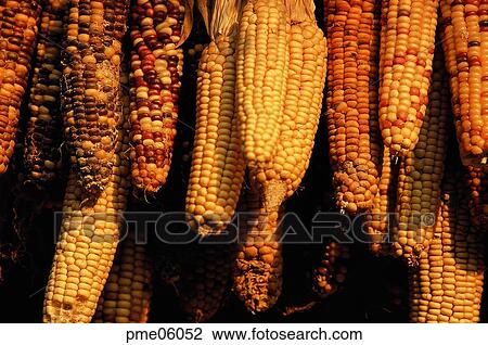 dry, corn, cereals, grain, day, agricultural products, farm produce View Large Photo Image Stock Image - dry, corn, cereals, grain, day, agricultural products, farm produce. Fotosearch