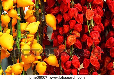 dry, corn, cereals, grain, ground cherry, ground cherry tree, ground cherry View Large Photo Image Stock Photo - dry, corn, cereals, grain, ground cherry, ground cherry tree, ground cherry. Fotosearch