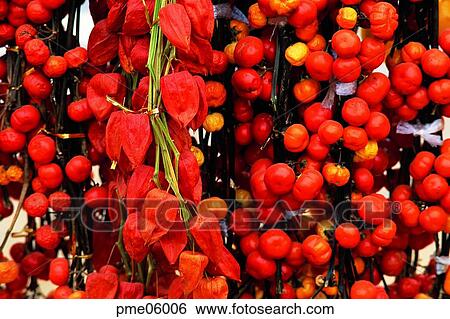 dry, corn, cereals, grain, ground cherry, ground cherry tree, ground cherry View Large Photo Image Stock Photograph - dry, corn, cereals, grain, ground cherry, ground cherry tree, ground cherry. Fotosearch